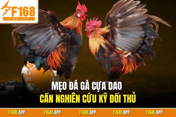 Mẹo đá gà cựa dao cần nghiên cứu kỹ đối thủ
