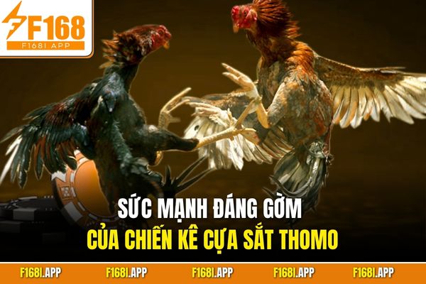 Sức mạnh đáng gờm của chiến kê cựa sắt Thomo